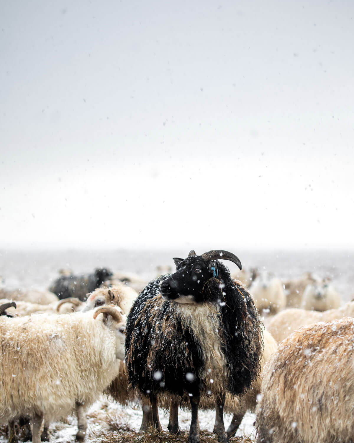 Icelandic sheep in winter