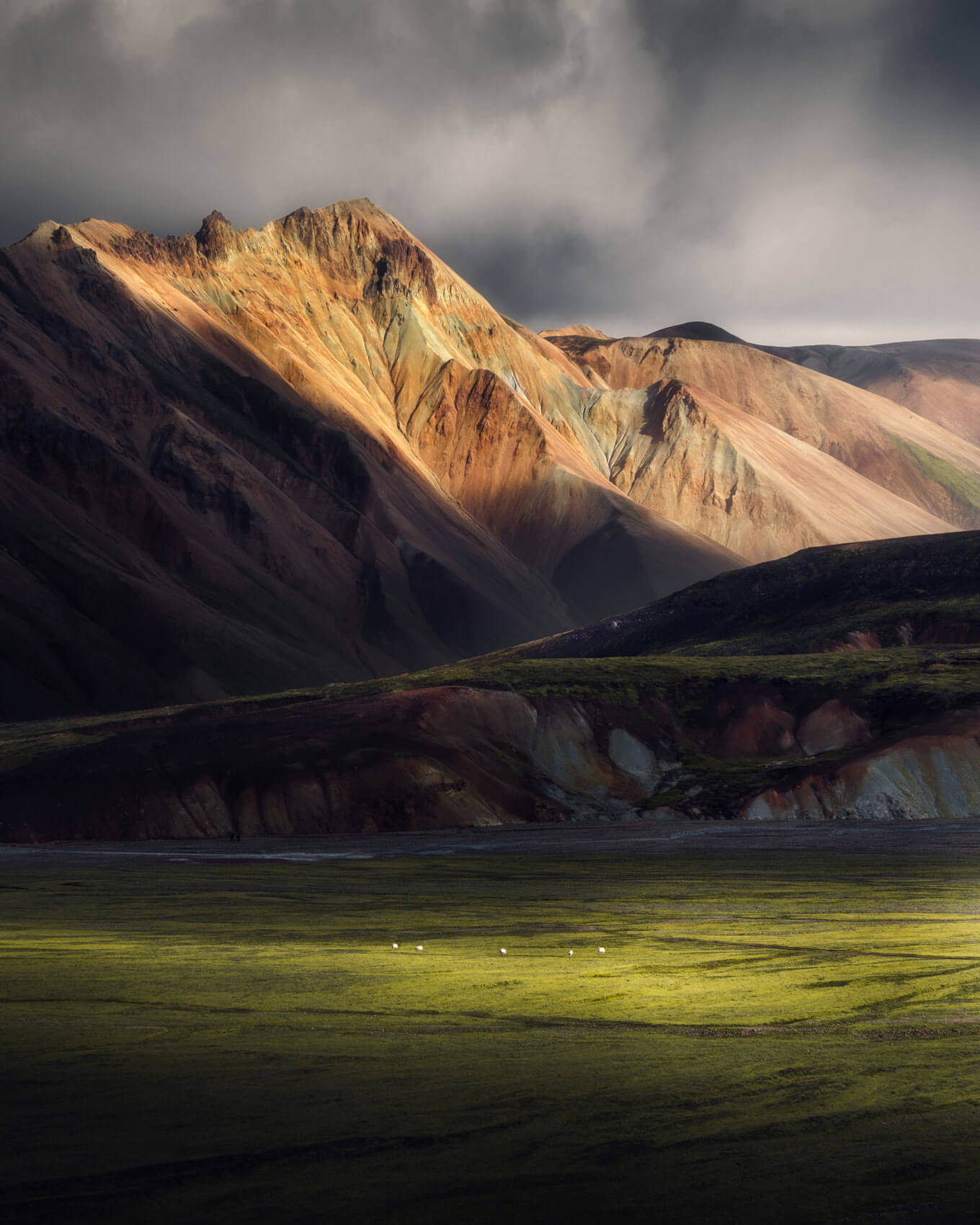 Icelandic Lambs in the highlands