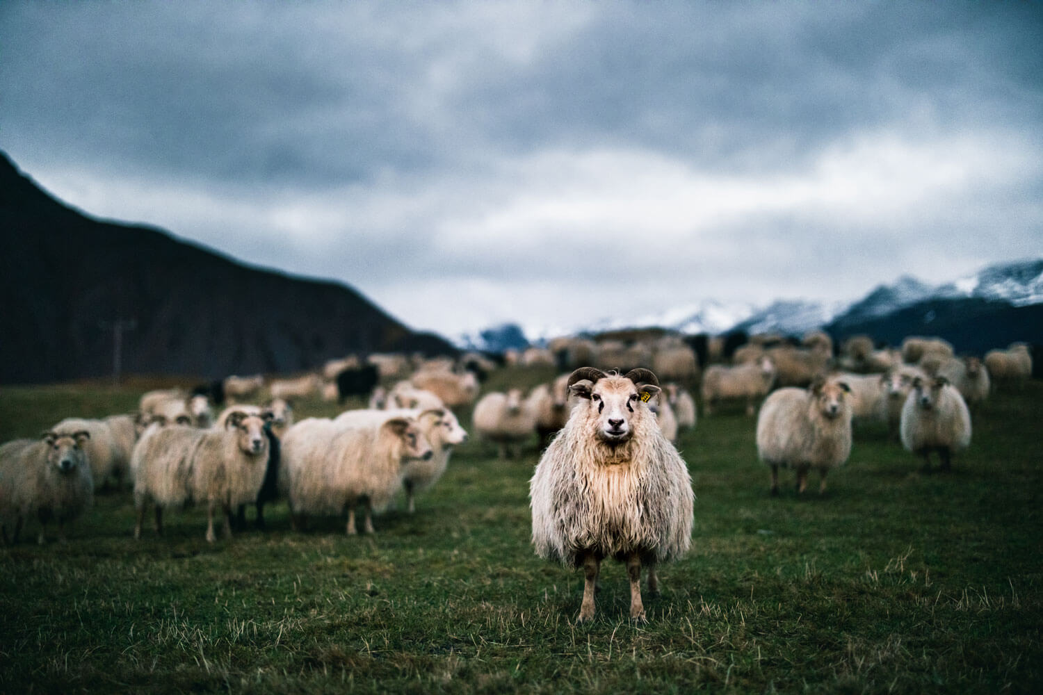 Icelandic sheep on a green field