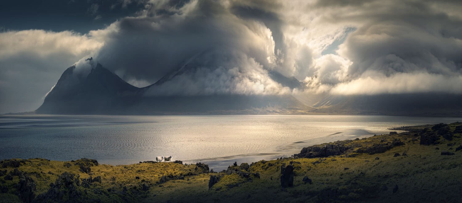 Icelandic Lambs in nature