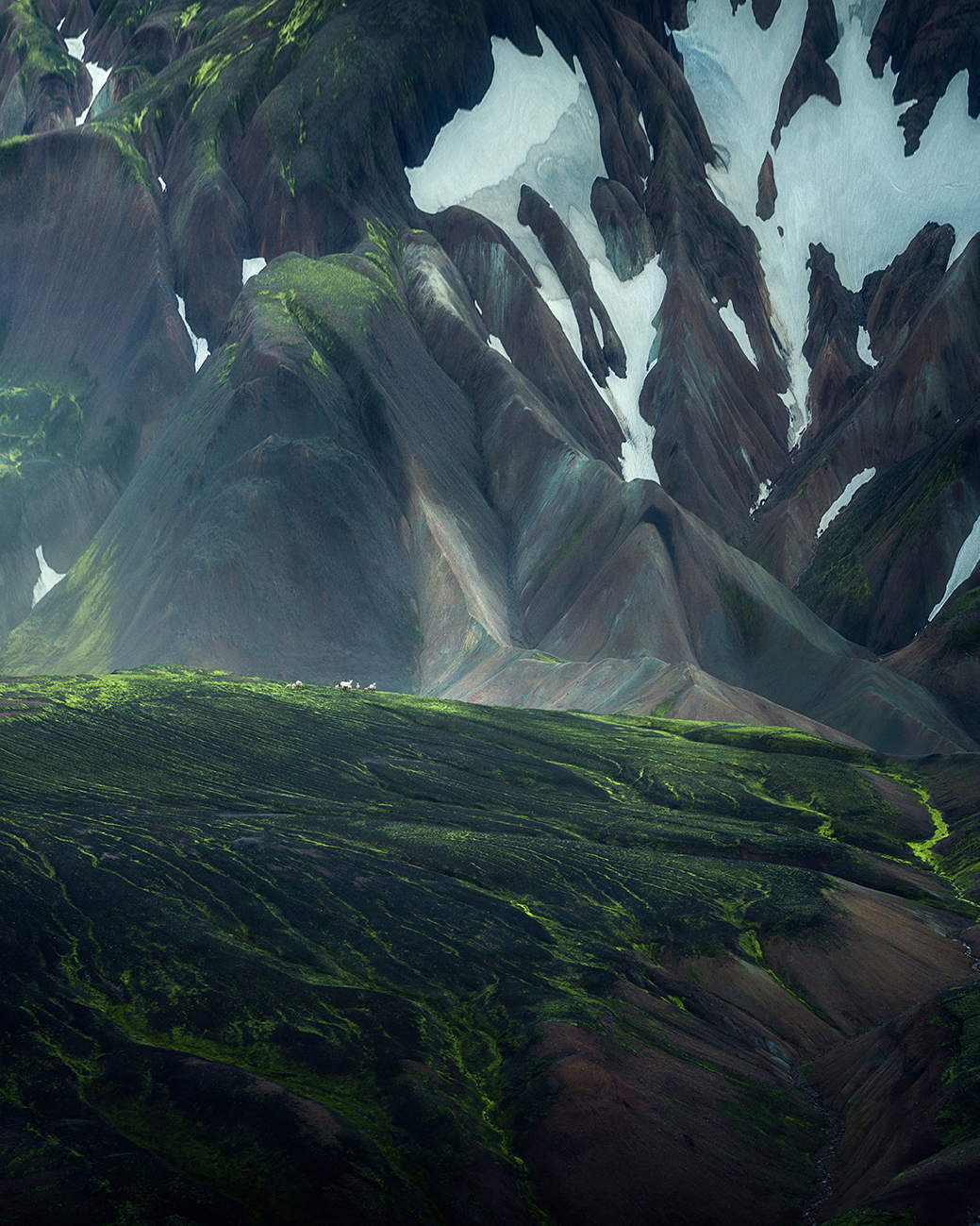 Icelandic sheep in mountain terrain