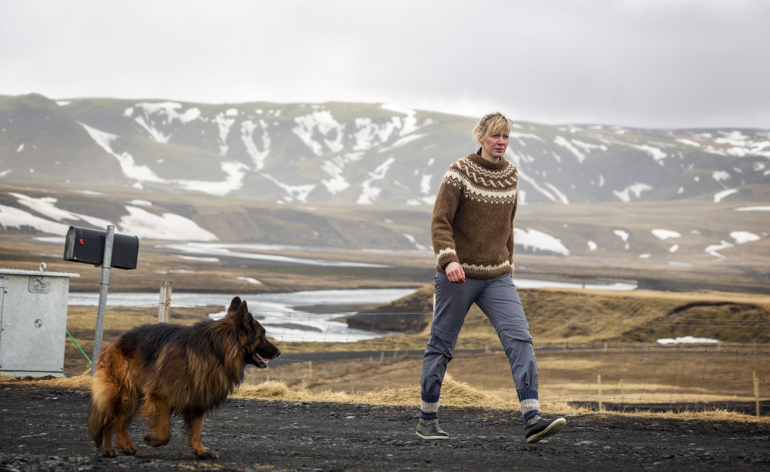 Icelandic farmer collecting sheep